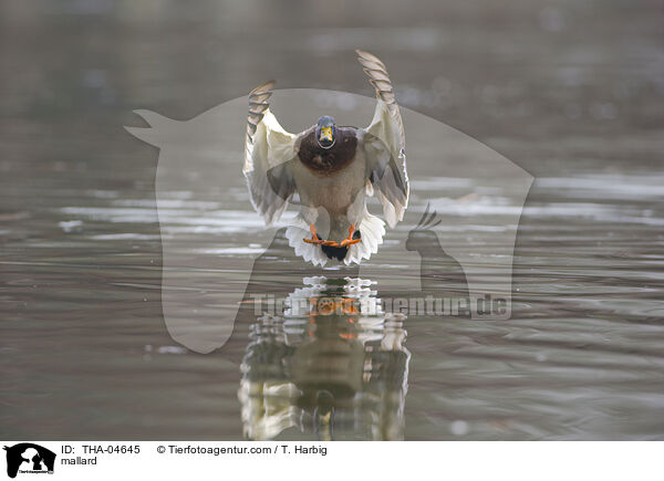 mallard / THA-04645