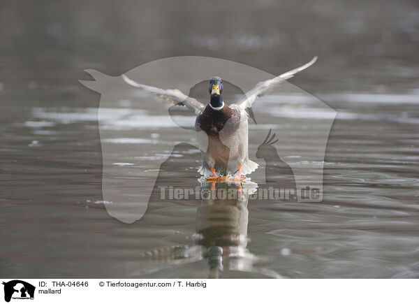 mallard / THA-04646