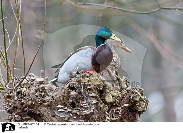 mallards / MBS-07154