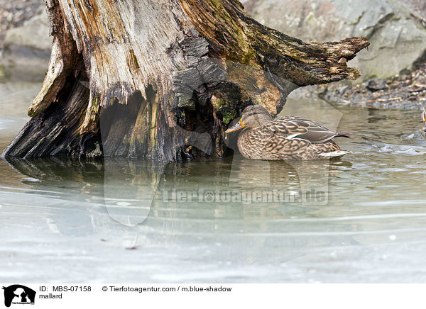 mallard / MBS-07158