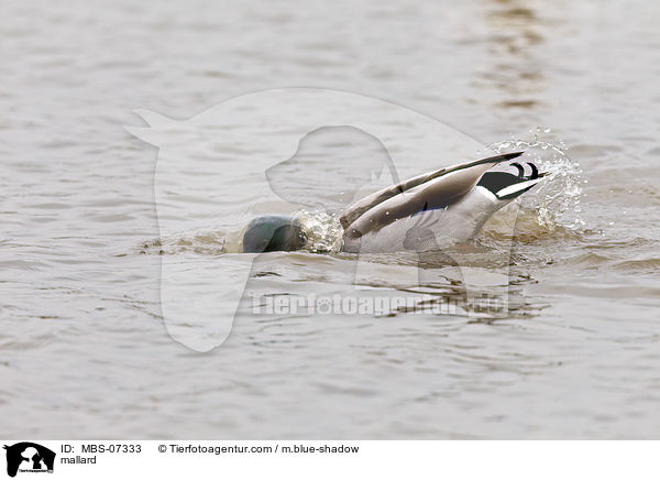 Stockente / mallard / MBS-07333