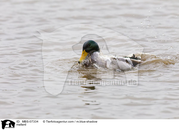 mallard / MBS-07334