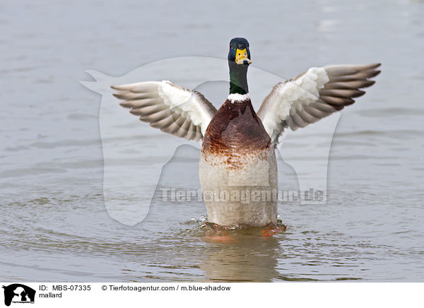 mallard / MBS-07335