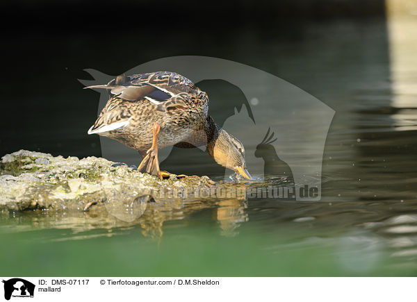mallard / DMS-07117
