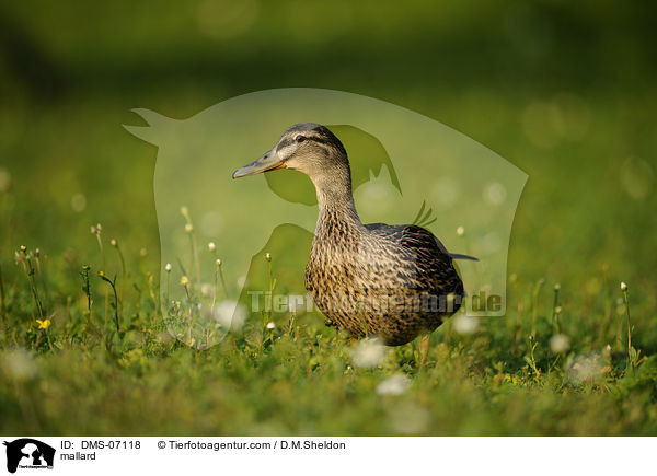 mallard / DMS-07118