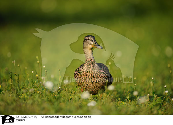 mallard / DMS-07119