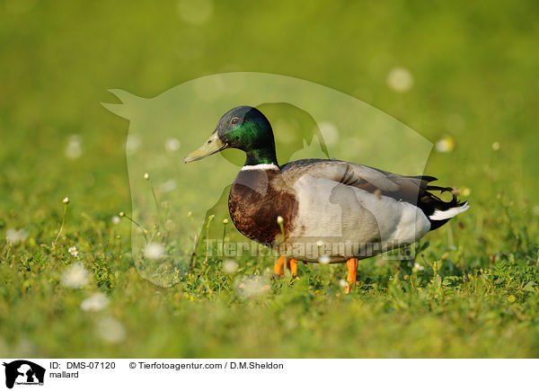 mallard / DMS-07120