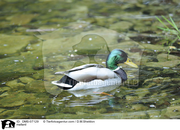 mallard / DMS-07129