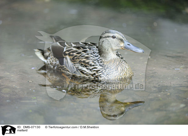 mallard / DMS-07130