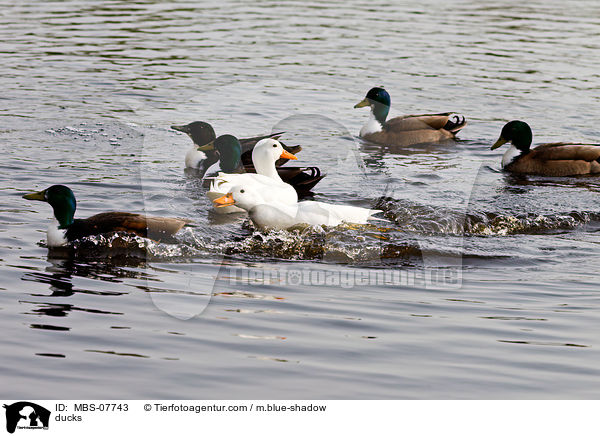 ducks / MBS-07743