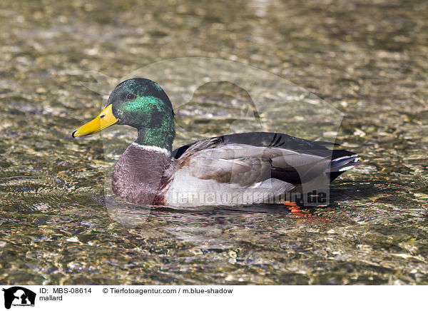 Stockente / mallard / MBS-08614