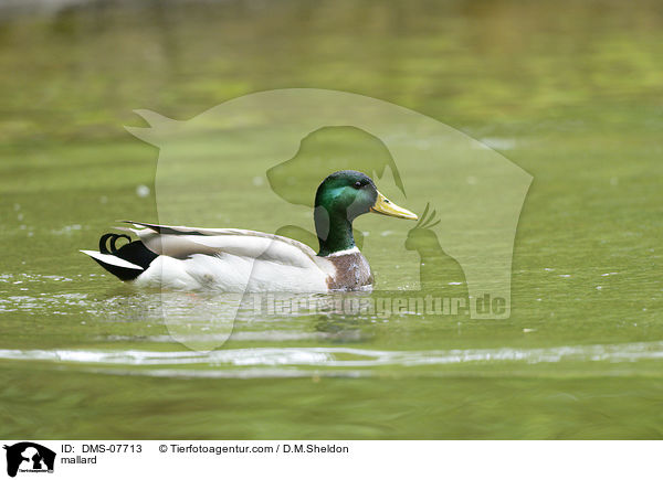 Stockente / mallard / DMS-07713