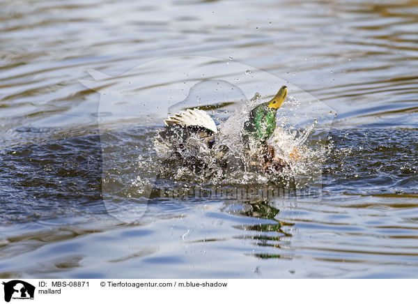 Stockente / mallard / MBS-08871