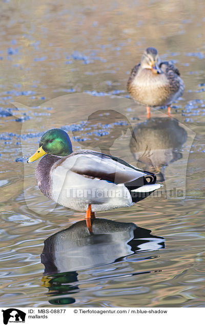 Stockenten / mallards / MBS-08877