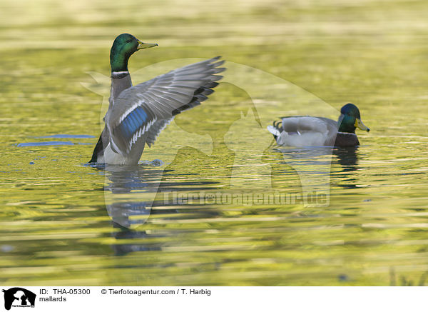 mallards / THA-05300