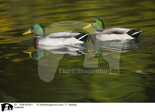 Stockenten / mallards / THA-05301