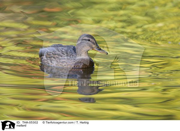 mallard / THA-05302
