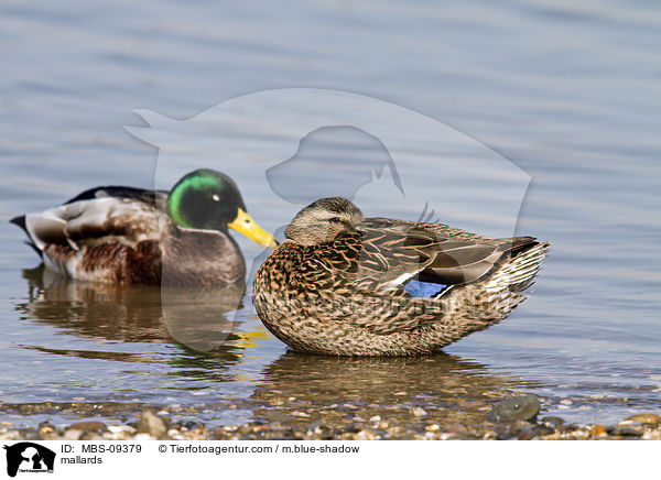 mallards / MBS-09379
