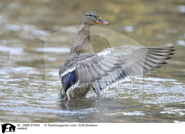 mallard / DMS-07948
