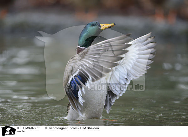 mallard / DMS-07963