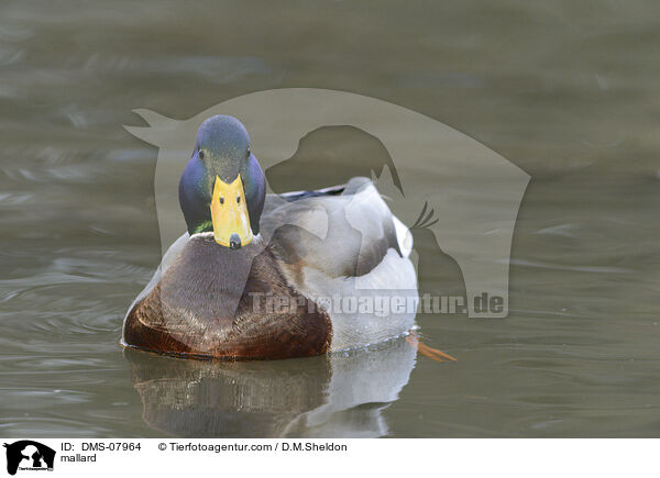 mallard / DMS-07964