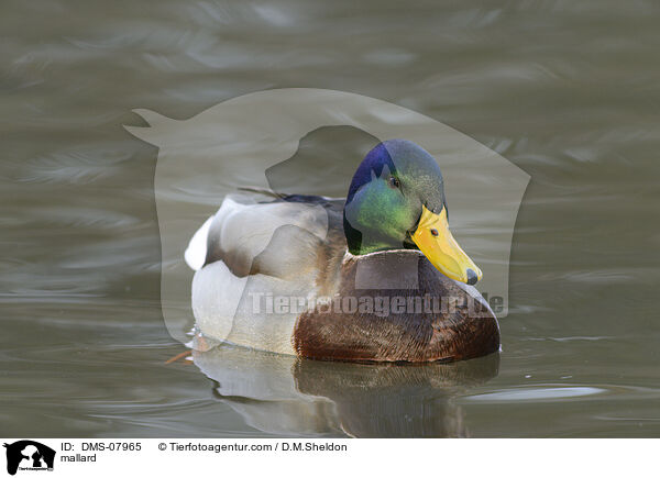mallard / DMS-07965