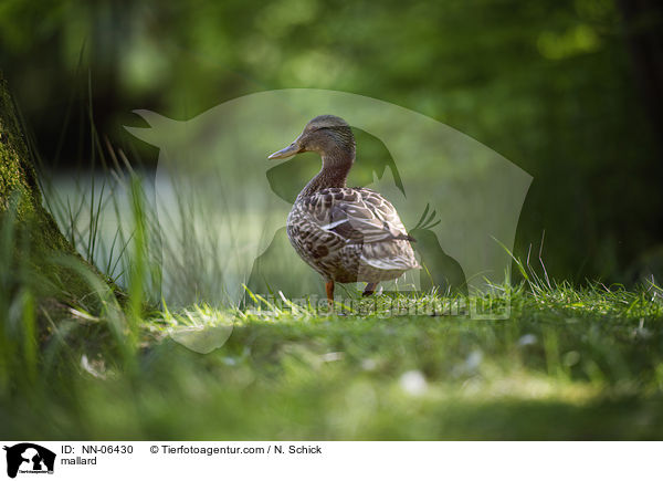 mallard / NN-06430