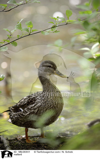Stockente / mallard / NN-06441