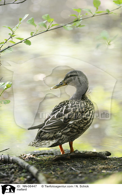Stockente / mallard / NN-06447