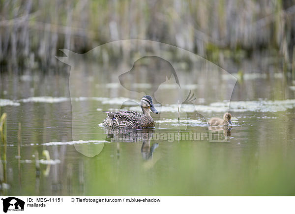 mallards / MBS-11151