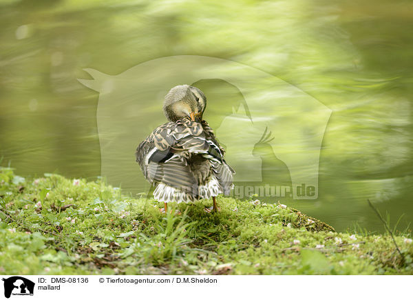 Stockente / mallard / DMS-08136