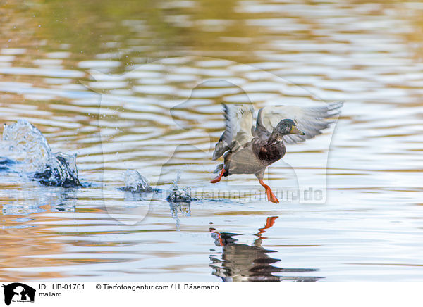 Stockente / mallard / HB-01701