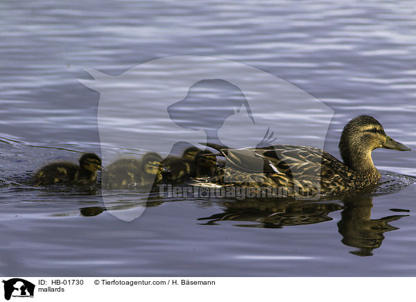 Stockenten / mallards / HB-01730