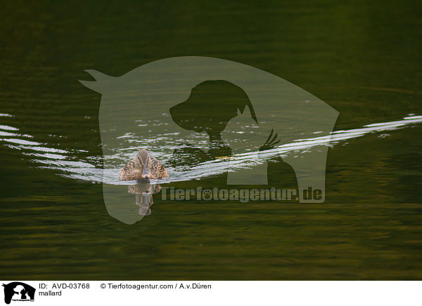 Stockente / mallard / AVD-03768