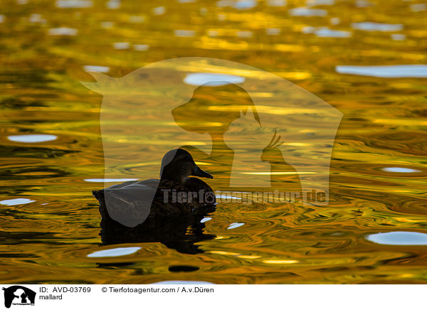 Stockente / mallard / AVD-03769