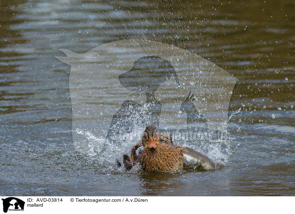 Stockente / mallard / AVD-03814