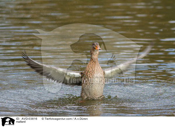 Stockente / mallard / AVD-03816