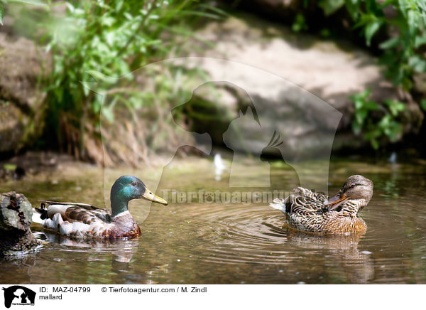 Stockente / mallard / MAZ-04799