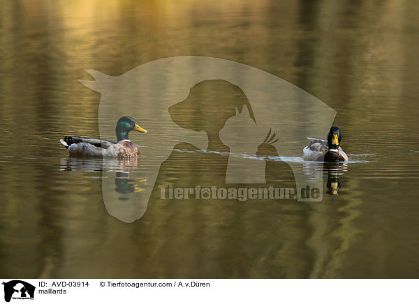 Stockenten / malllards / AVD-03914