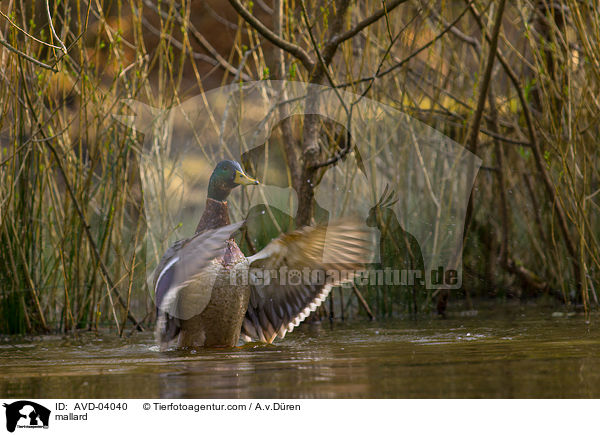 Stockente / mallard / AVD-04040