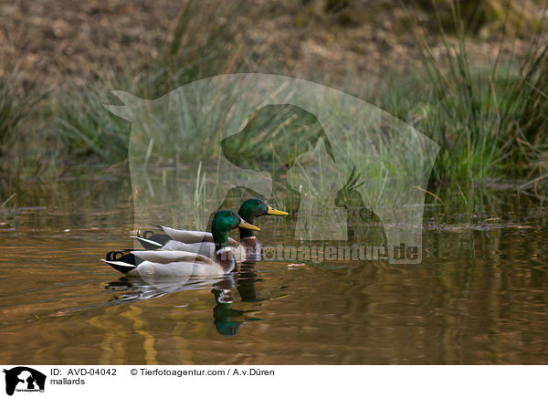 Stockenten / mallards / AVD-04042