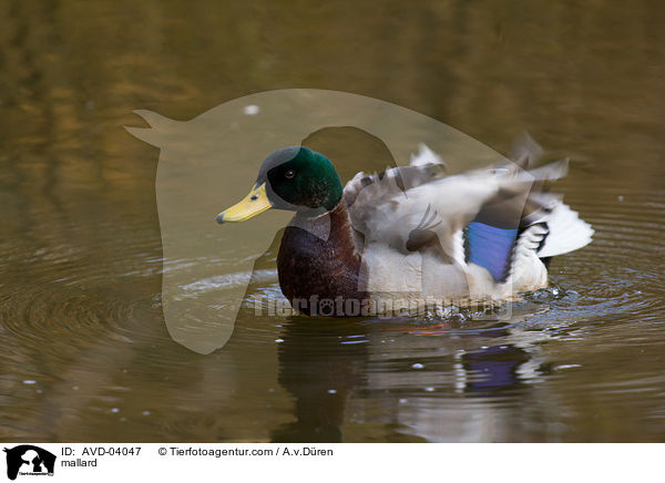 Stockente / mallard / AVD-04047