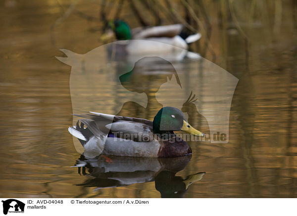 Stockenten / mallards / AVD-04048