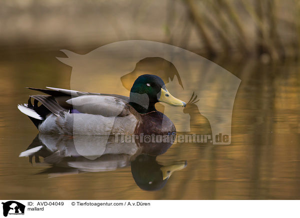 Stockente / mallard / AVD-04049