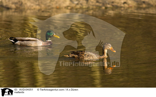 Stockenten / mallards / AVD-04051