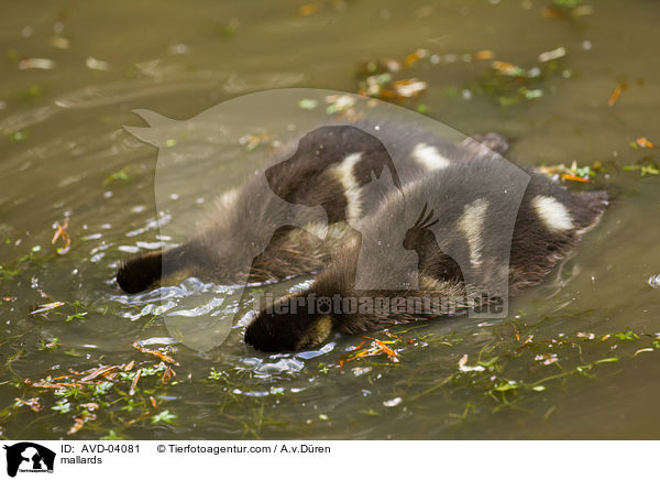 Stockenten / mallards / AVD-04081