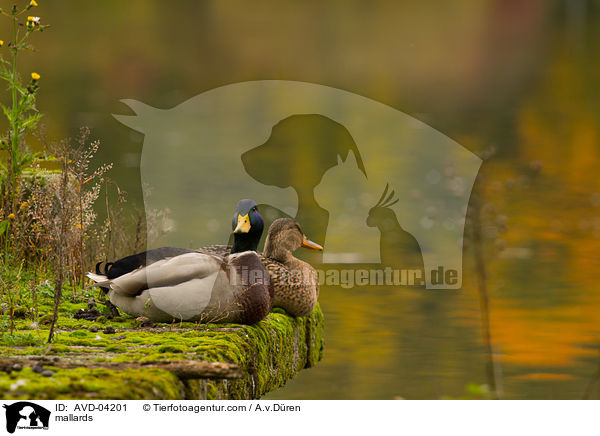 Stockenten / mallards / AVD-04201
