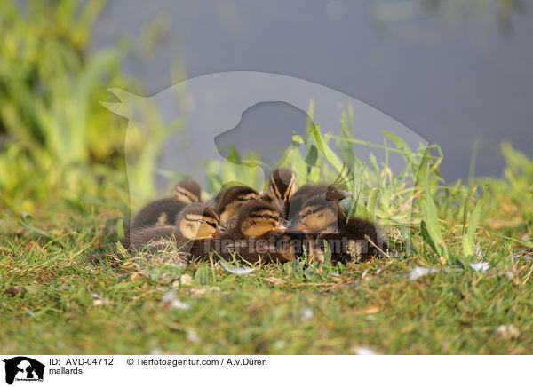 mallards / AVD-04712