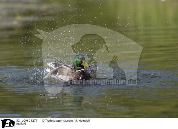 mallard / JOH-01277