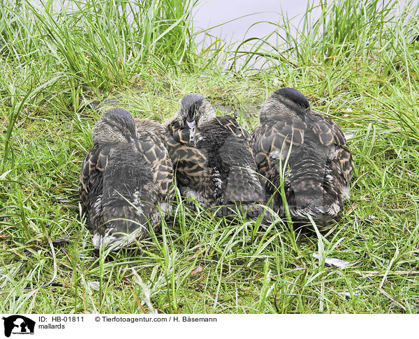 mallards / HB-01811